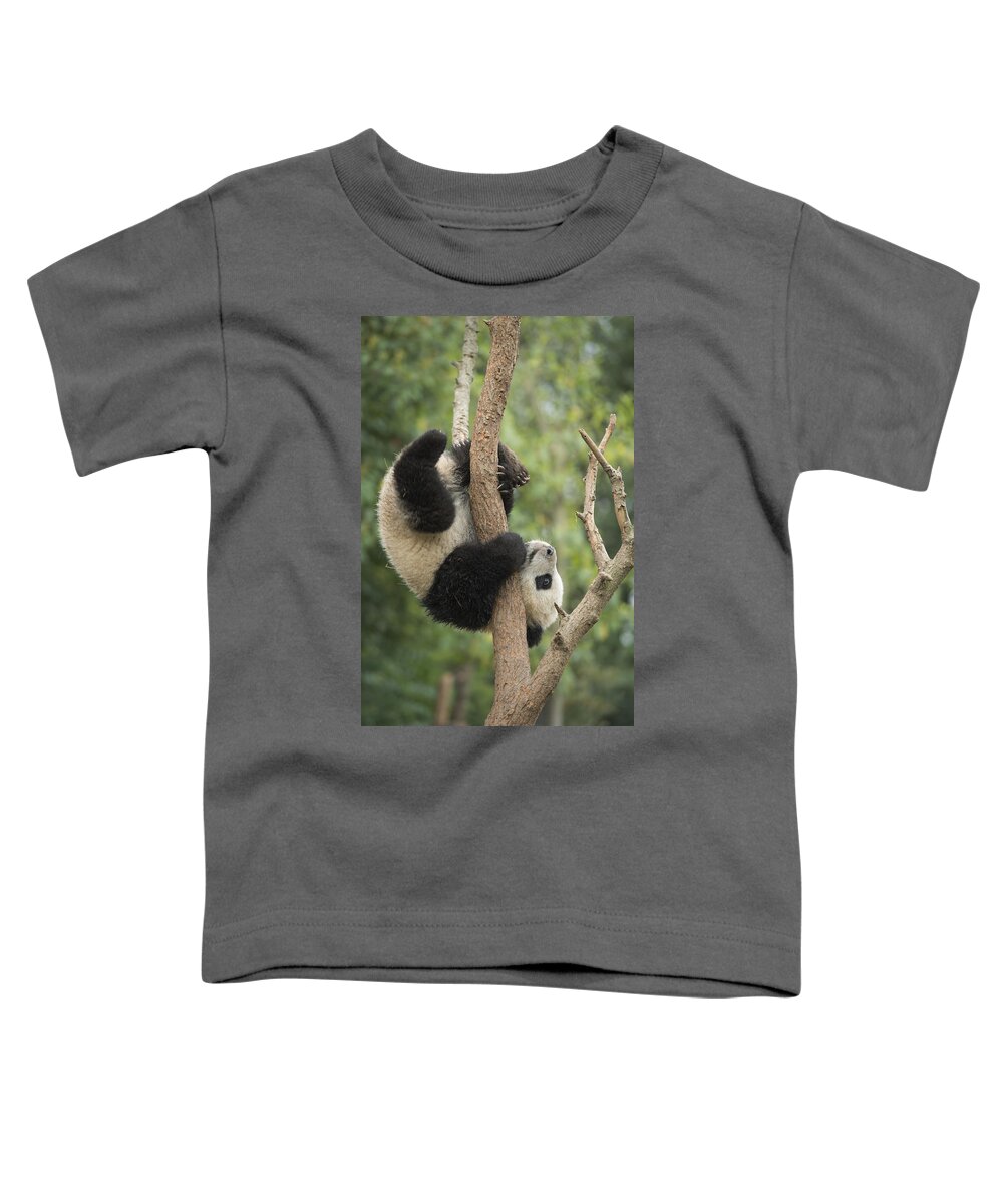 Katherine Feng Toddler T-Shirt featuring the photograph Giant Panda Cub In Tree Chengdu Sichuan by Katherine Feng