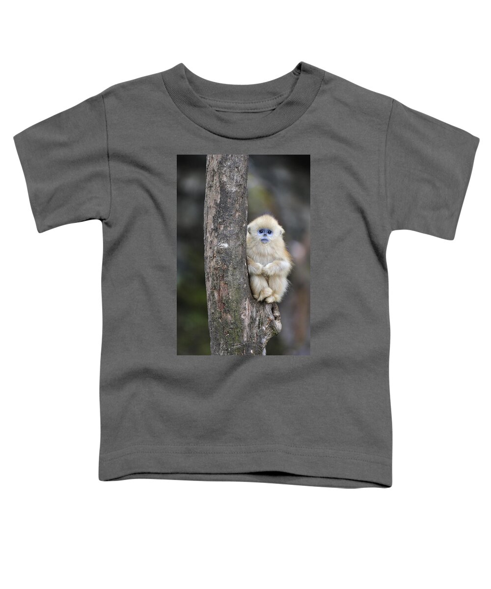 Feb0514 Toddler T-Shirt featuring the photograph Golden Snub-nosed Monkey Young China by Thomas Marent