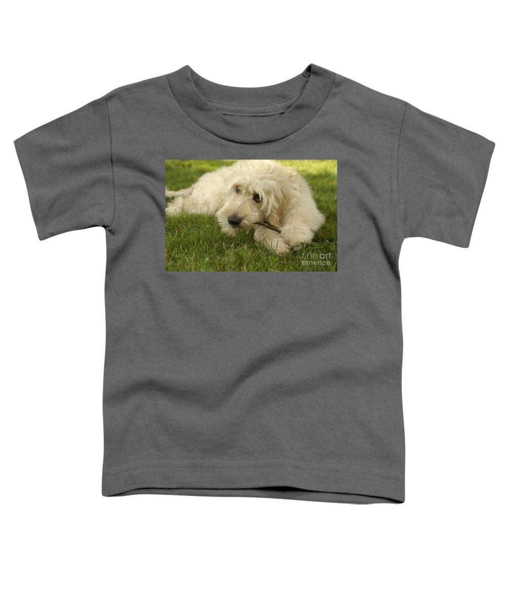 Dog Toddler T-Shirt featuring the photograph Goldendoodle Pup with Stick by Anna Lisa Yoder