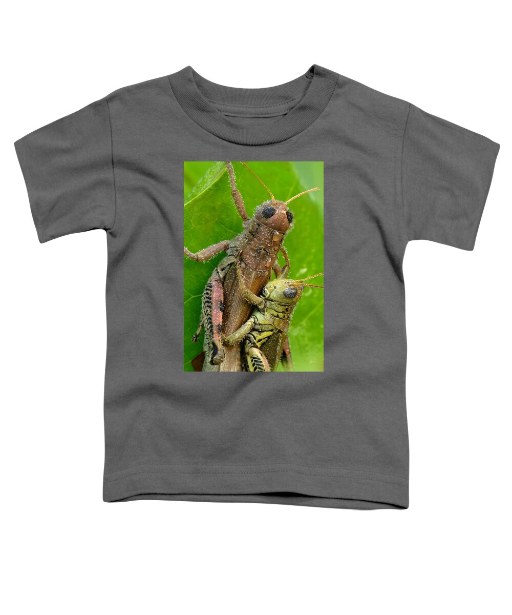 Grasshoppers Mating With Dew Toddler T-Shirt featuring the photograph Grasshoppers Mating With Dew by Daniel Reed