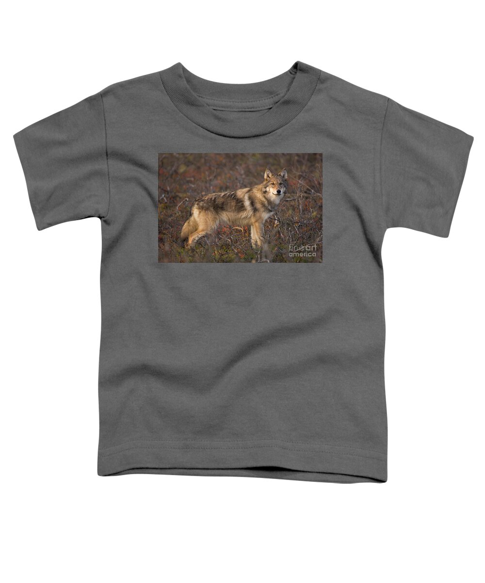 00440938 Toddler T-Shirt featuring the photograph Gray Wolf On Tundra in Denali by Yva Momatiuk John Eastcott