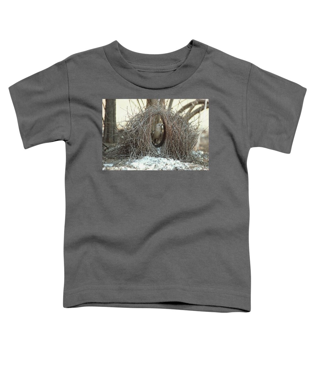 Feb0514 Toddler T-Shirt featuring the photograph Great Bowerbird Male In Bower Australia by Gerry Ellis