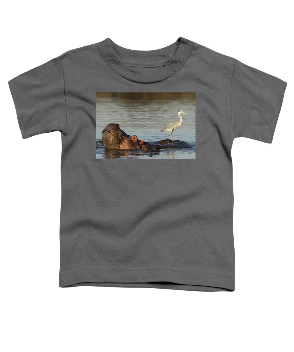 Perry De Graaf Toddler T-Shirt featuring the photograph Grey Heron On Hippopotamus Kruger Np by Perry de Graaf