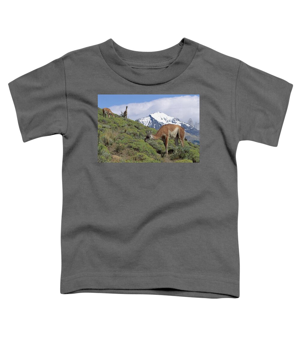 Feb0514 Toddler T-Shirt featuring the photograph Guanaco Herd Grazing Patagonia Argentina by Konrad Wothe
