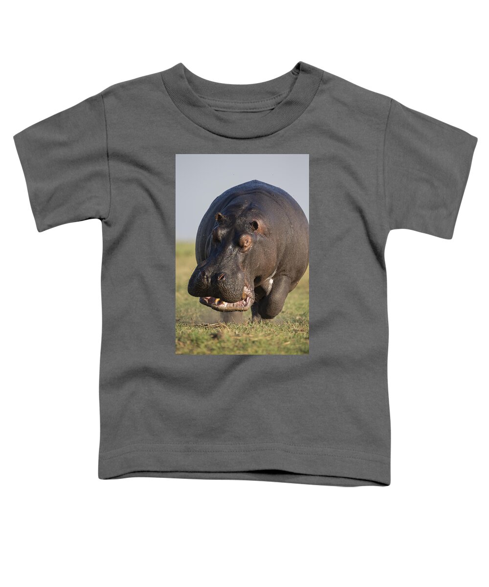 Vincent Grafhorst Toddler T-Shirt featuring the photograph Hippopotamus Bull Charging Botswana by Vincent Grafhorst
