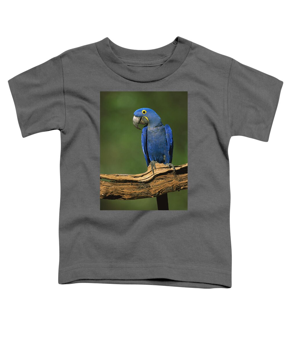 00216468 Toddler T-Shirt featuring the photograph Hyacinth Macaw Brazil by Pete Oxford