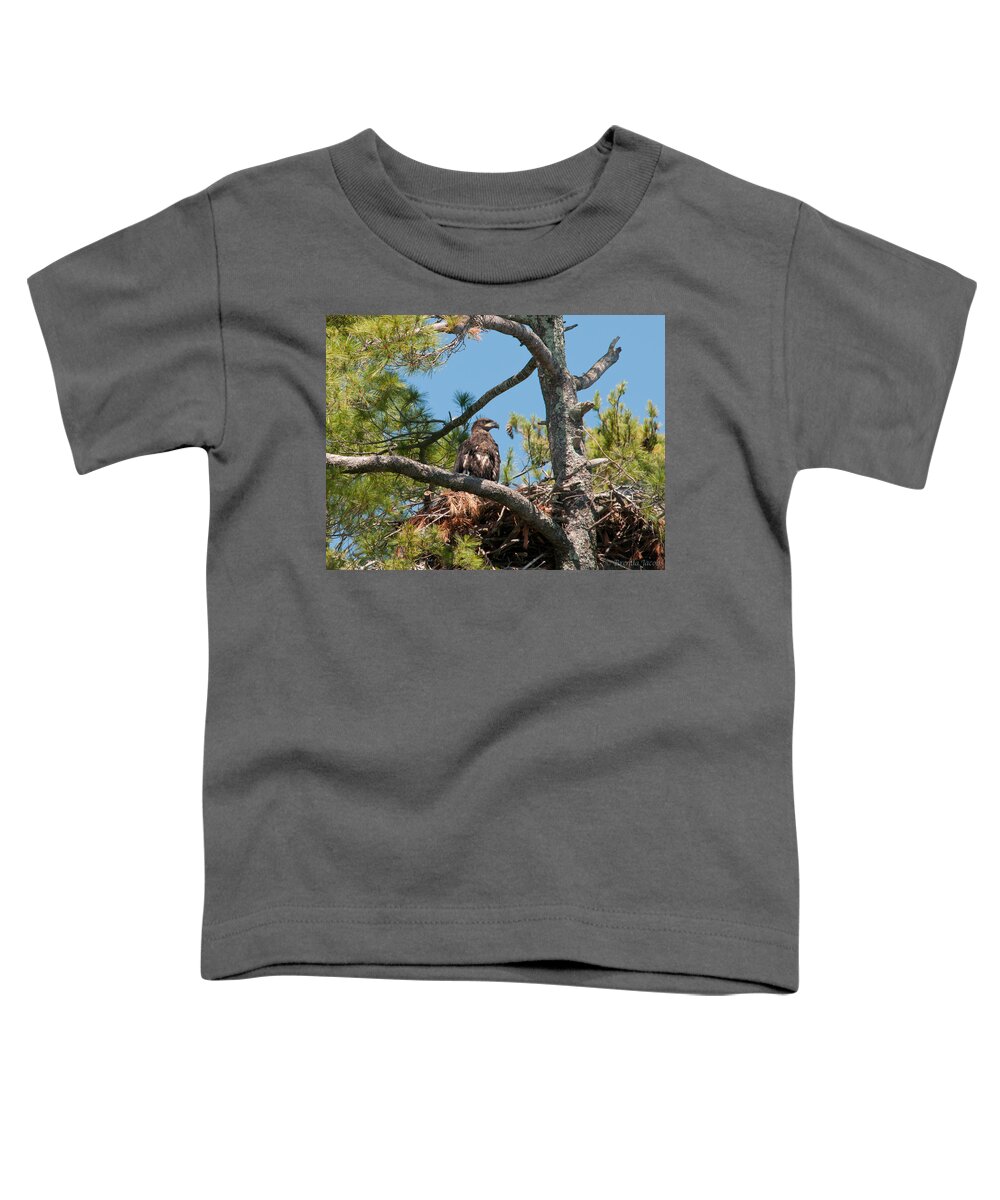 Bald Eagle Toddler T-Shirt featuring the photograph Immature Bald Eagle by Brenda Jacobs