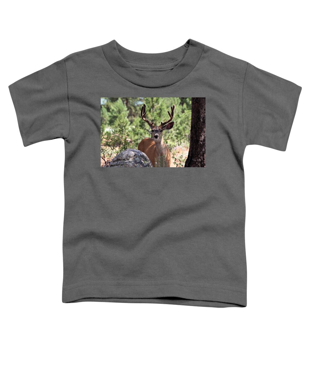 Mule Deer Toddler T-Shirt featuring the photograph In The Shade by Shane Bechler