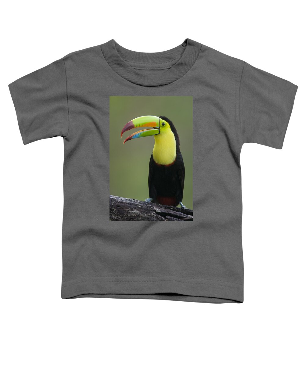Feb0514 Toddler T-Shirt featuring the photograph Keel-billed Toucan Calling Costa Rica by Suzi Eszterhas