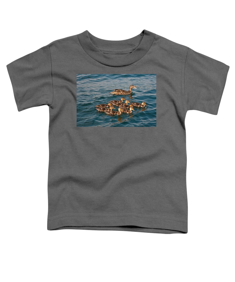 Ducks Toddler T-Shirt featuring the photograph Keeping Them All Inline by Brenda Jacobs