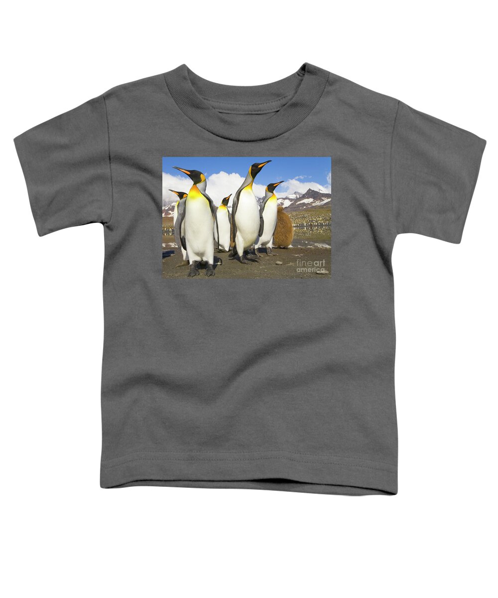 00345347 Toddler T-Shirt featuring the photograph King Penguins At St Andrews Bay by Yva Momatiuk and John Eastcott