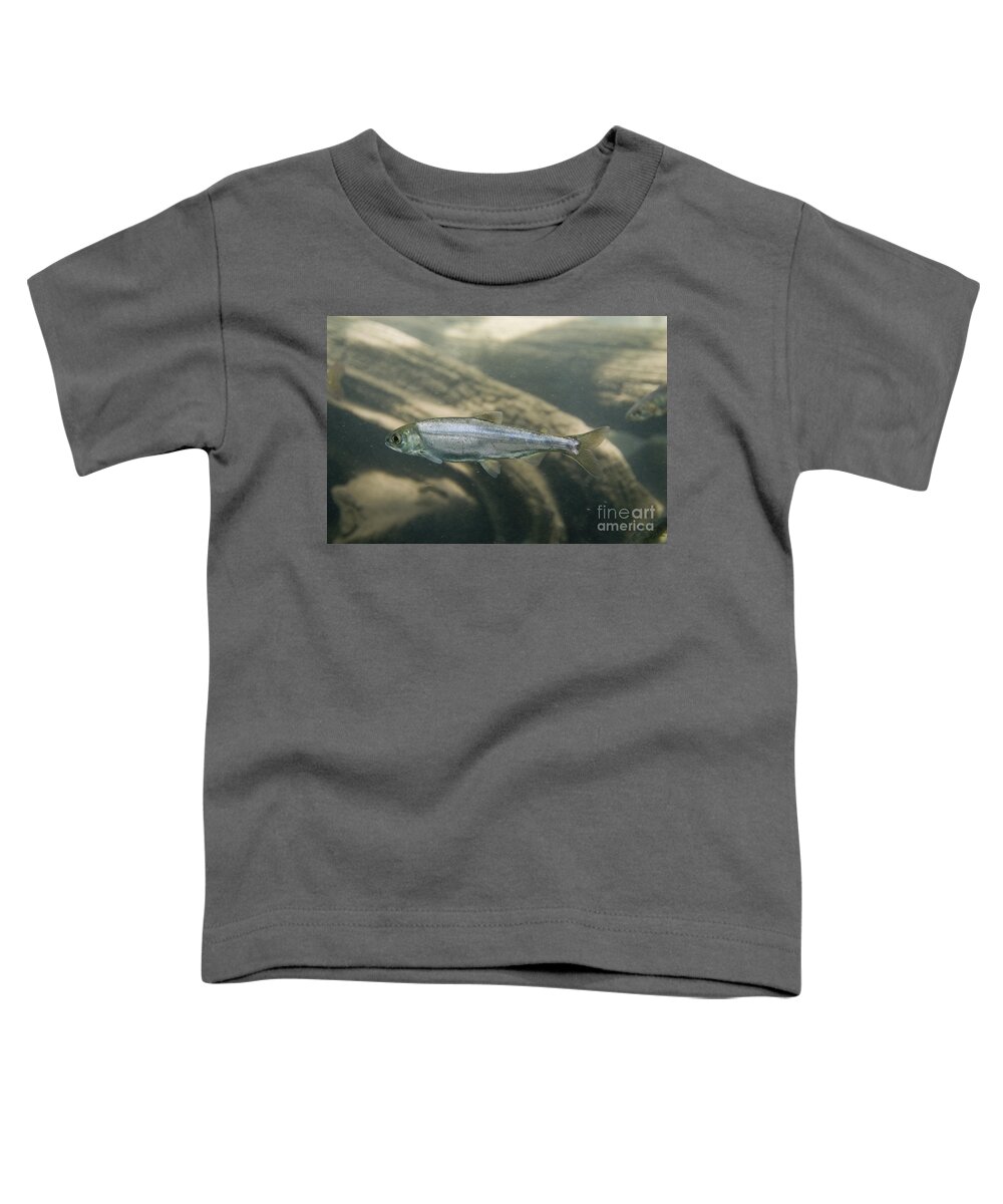 Kokanee Salmon Toddler T-Shirt featuring the photograph Kokanee Salmon Smolt by William H. Mullins