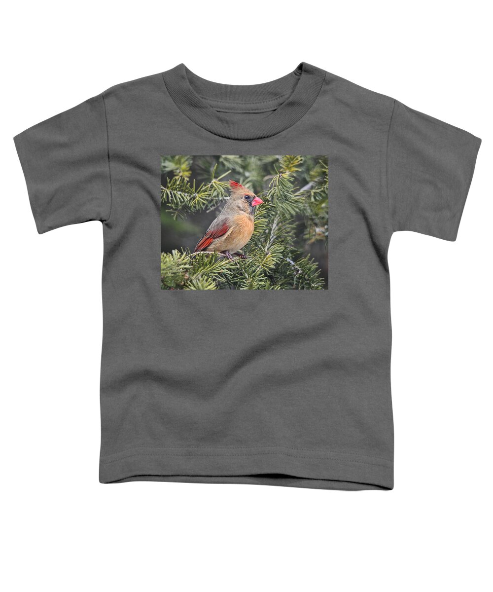 Cardinal Toddler T-Shirt featuring the photograph Lady Cardinal in the Pines by Peg Runyan
