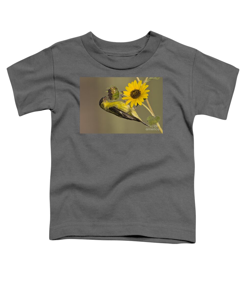 Lesser Goldfinch Toddler T-Shirt featuring the photograph Lesser Goldfinch on sunflower by Bryan Keil