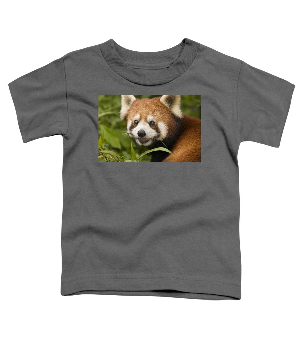 Feb0514 Toddler T-Shirt featuring the photograph Lesser Panda Wolong China by Katherine Feng