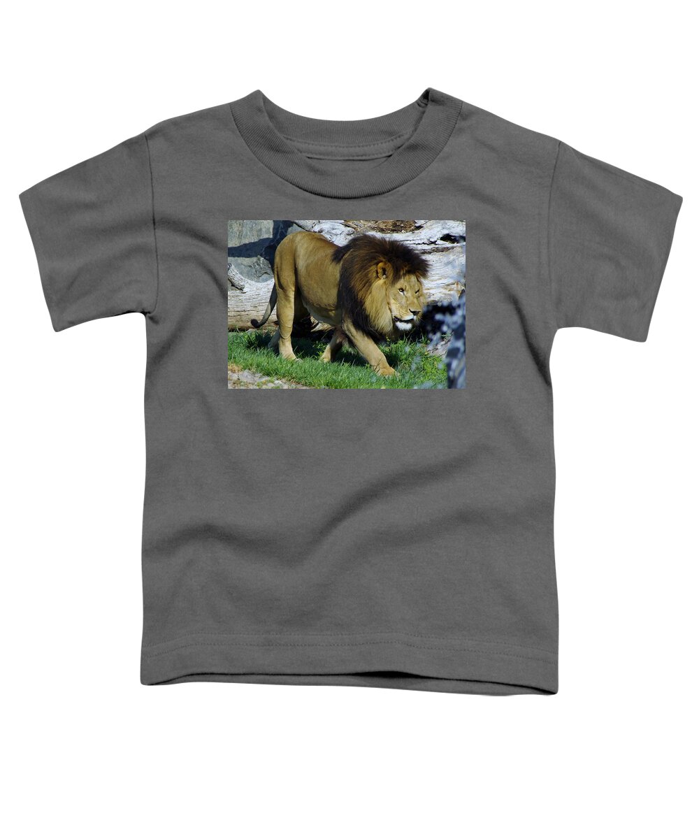 Lions Tigers And Bears Toddler T-Shirt featuring the photograph Lion 1 by Phyllis Spoor