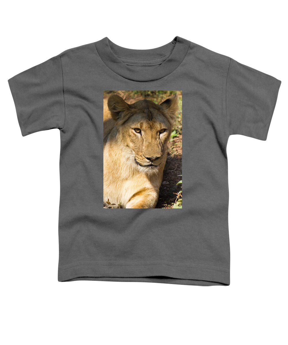 Shimoga Toddler T-Shirt featuring the photograph Lioness - up close by SAURAVphoto Online Store