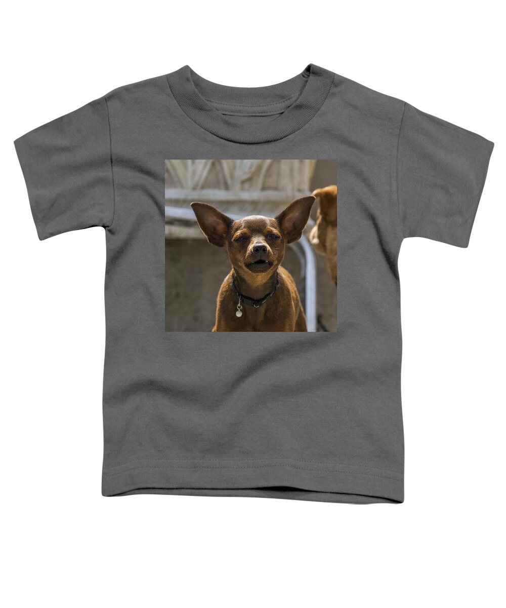 Animal Toddler T-Shirt featuring the photograph Little dog by Paulo Goncalves
