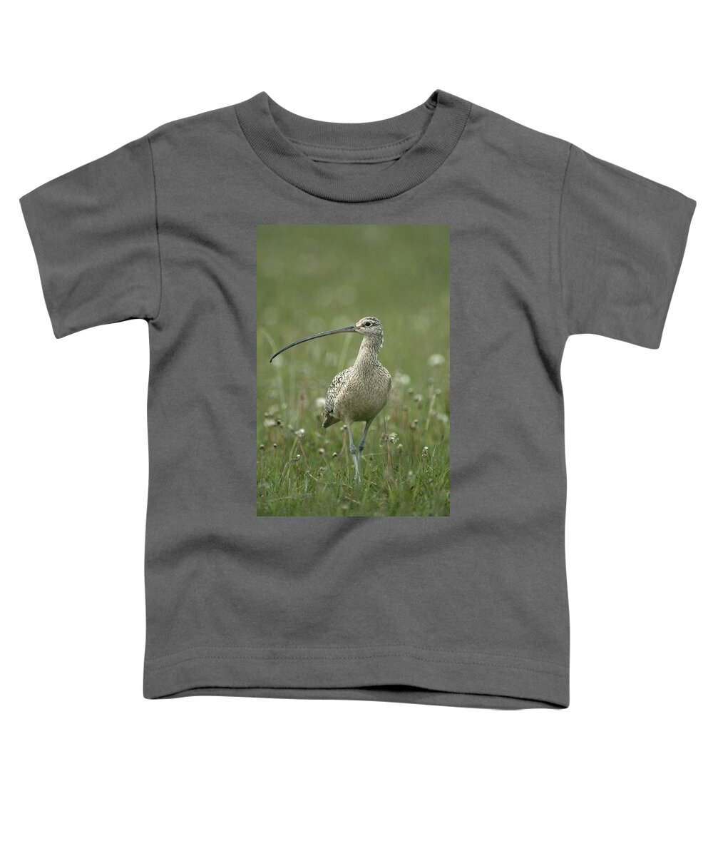 Feb0514 Toddler T-Shirt featuring the photograph Long-billed Curlew Walking Idaho by Michael Quinton