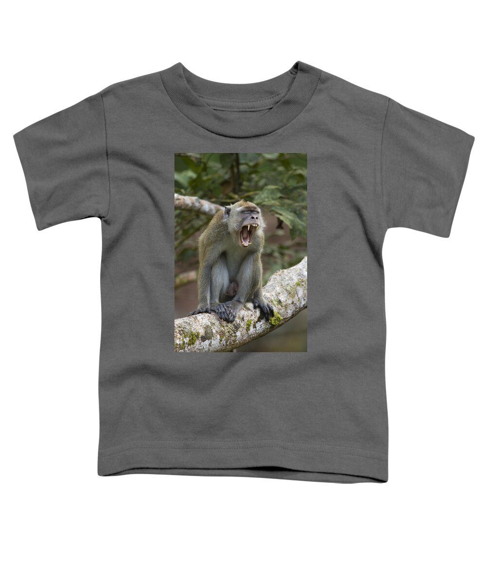 Feb0514 Toddler T-Shirt featuring the photograph Long-tailed Macaque Male Yawning Borneo by Sebastian Kennerknecht