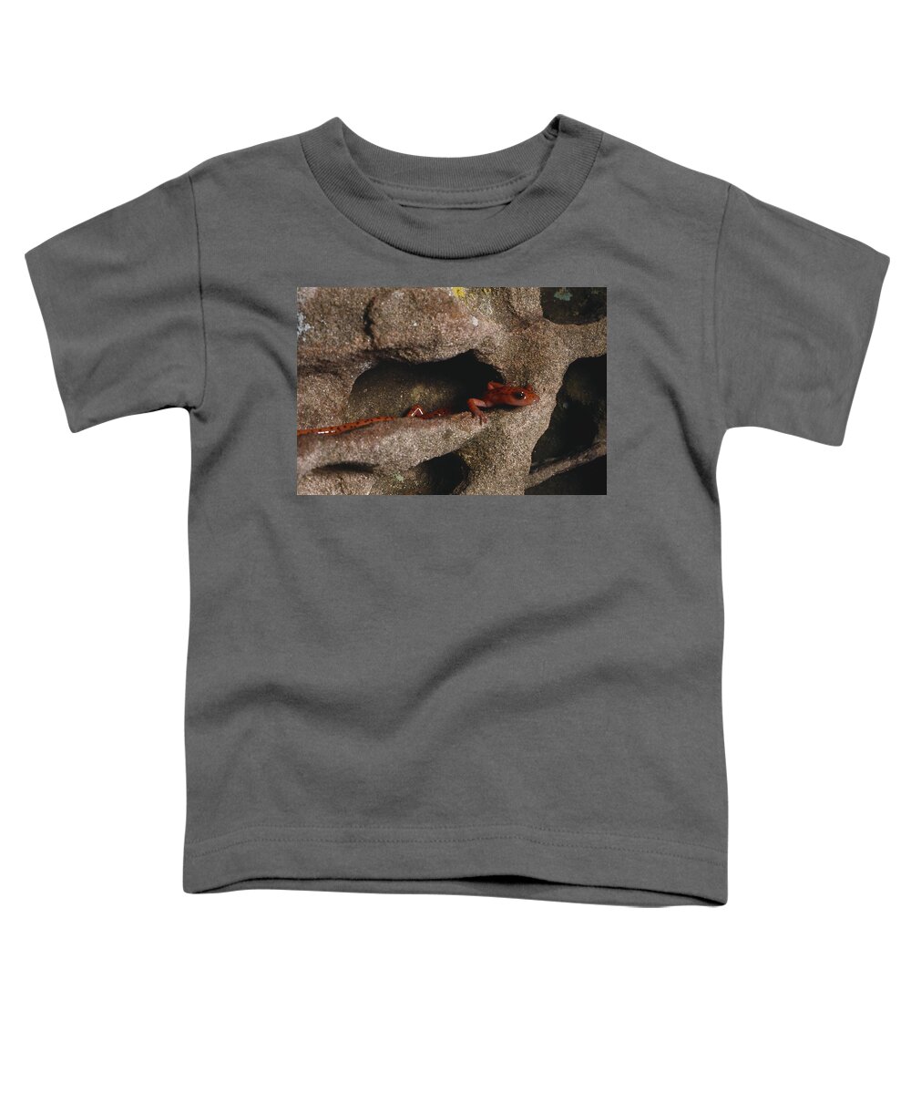 Amphibia Toddler T-Shirt featuring the photograph Long-tailed Salamander by Charles E. Mohr