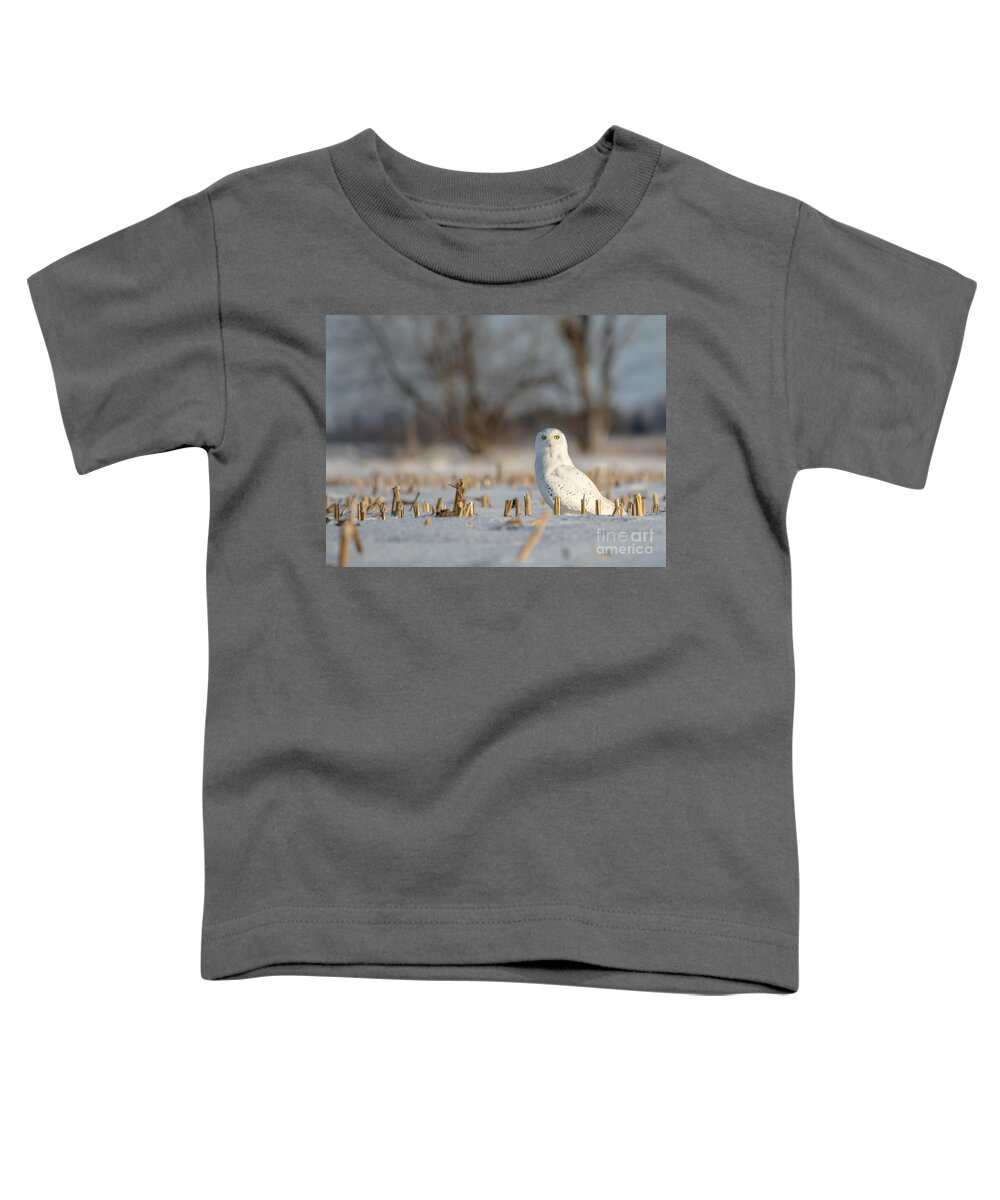 Field Toddler T-Shirt featuring the photograph Majestic Male Snowy by Cheryl Baxter
