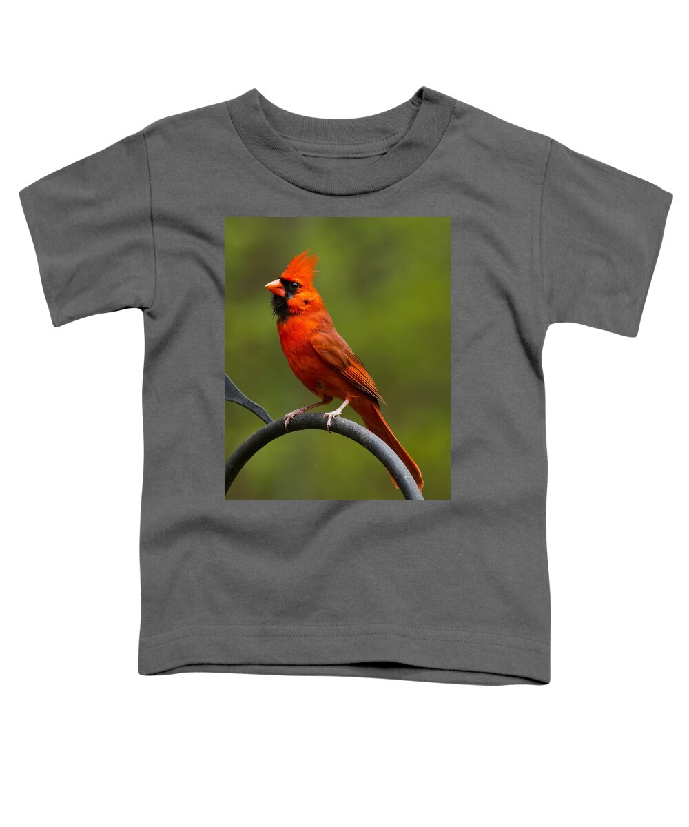 Male Cardinal Toddler T-Shirt featuring the photograph Male Cardinal by Robert L Jackson
