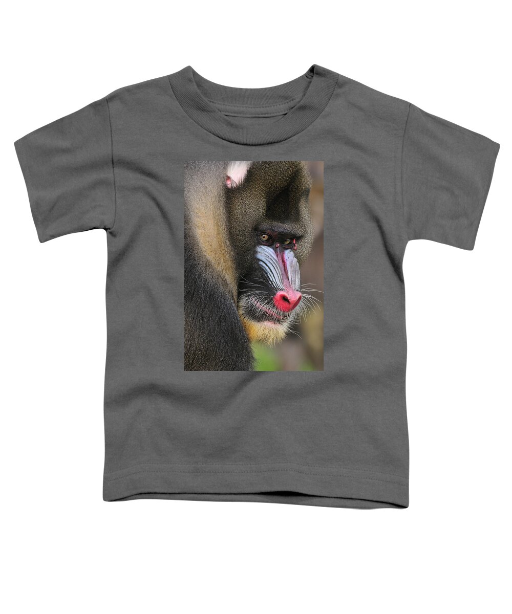 Feb0514 Toddler T-Shirt featuring the photograph Mandrill Male by Thomas Marent