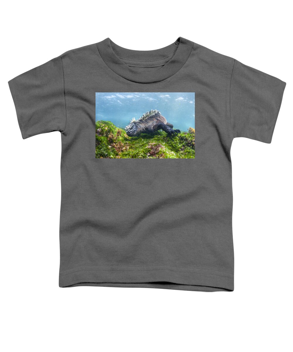 Tui De Roy Toddler T-Shirt featuring the photograph Marine Iguana Feeding On Algae Punta by Tui De Roy