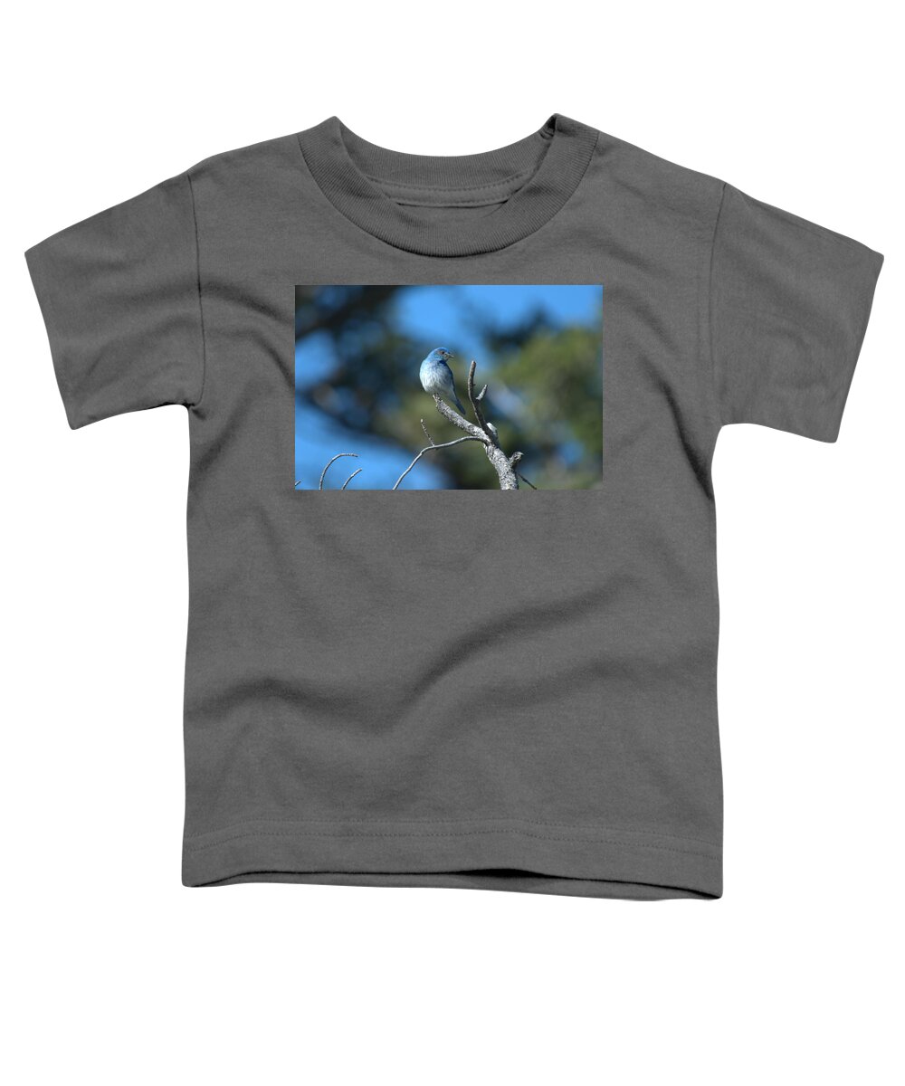Bluebird Toddler T-Shirt featuring the photograph Mountain Bluebird by Frank Madia