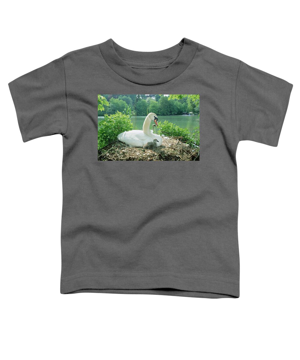 Feb0514 Toddler T-Shirt featuring the photograph Mute Swan Parent And Chicks On Nest by Konrad Wothe