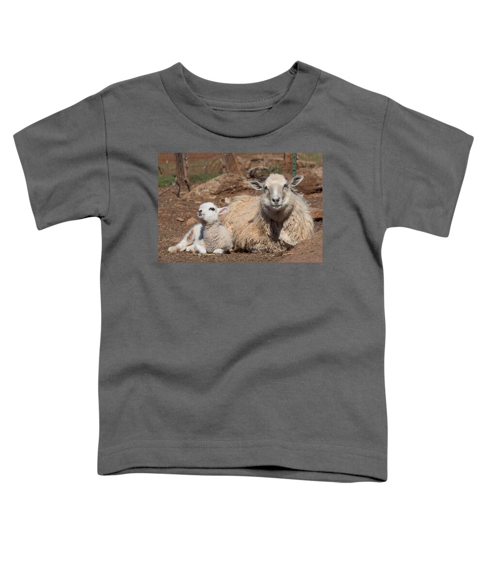 Lamb Toddler T-Shirt featuring the photograph Napping Sheep by Kathleen Bishop