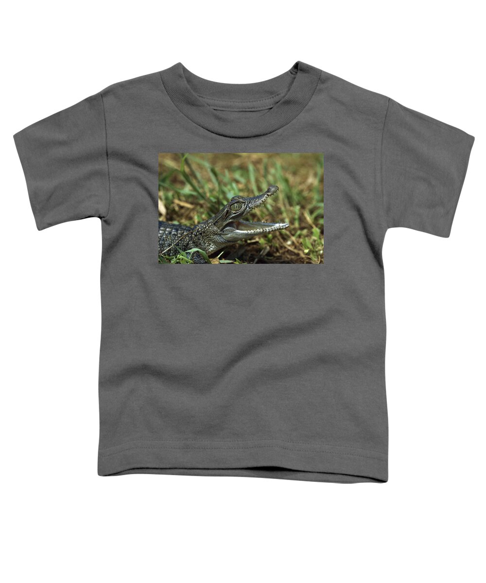 Feb0514 Toddler T-Shirt featuring the photograph New Guinea Crocodile Baby New Guinea by Konrad Wothe