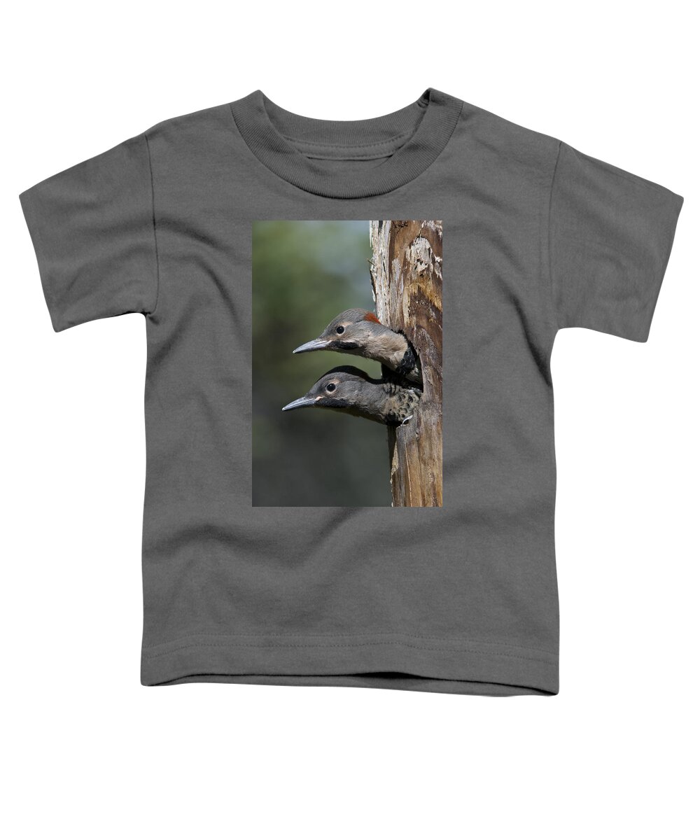 Michael Quinton Toddler T-Shirt featuring the photograph Northern Flicker Chicks In Nest Cavity by Michael Quinton