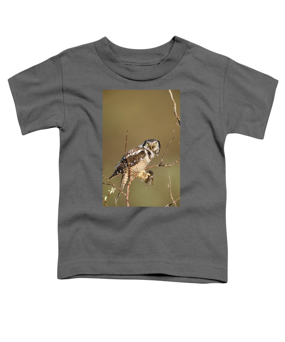 Animal Toddler T-Shirt featuring the photograph Northern Hawk Owl by Paul J. Fusco