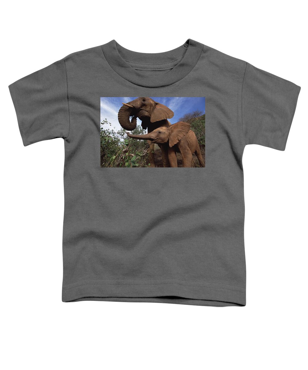 Feb0514 Toddler T-Shirt featuring the photograph Orphan Natumi Greets Malaika Tsavo Kenya by Gerry Ellis