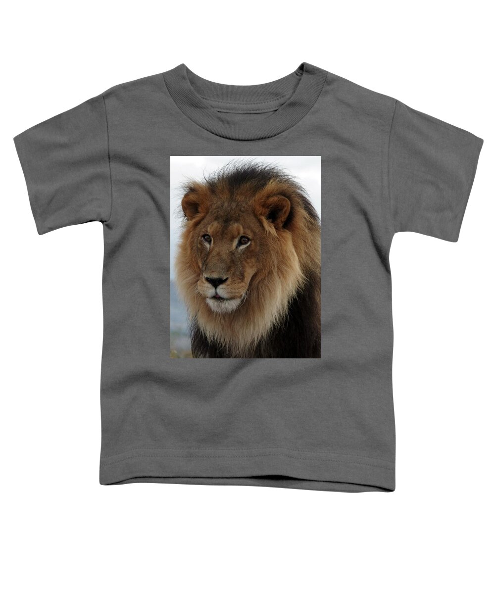 Out Of Africa Toddler T-Shirt featuring the photograph Out ofAfrica Lion 4 by Phyllis Spoor