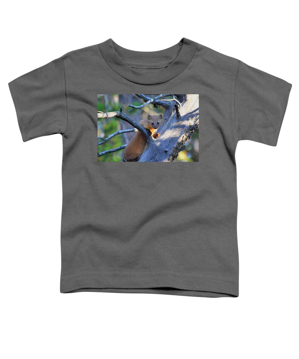Pine Martin Toddler T-Shirt featuring the photograph Pine Martin by Shane Bechler