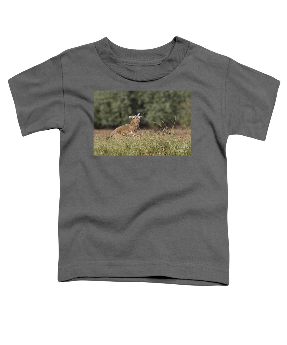 Coyote Toddler T-Shirt featuring the photograph A coyote playing with food by Bryan Keil