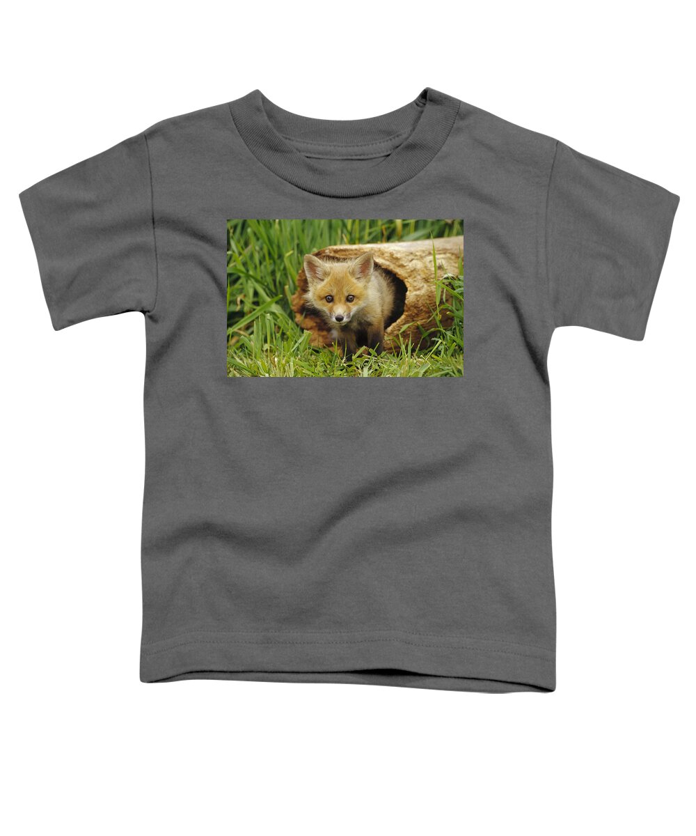 Feb0514 Toddler T-Shirt featuring the photograph Red Fox Kit In Log Aspen Valley by Gerry Ellis