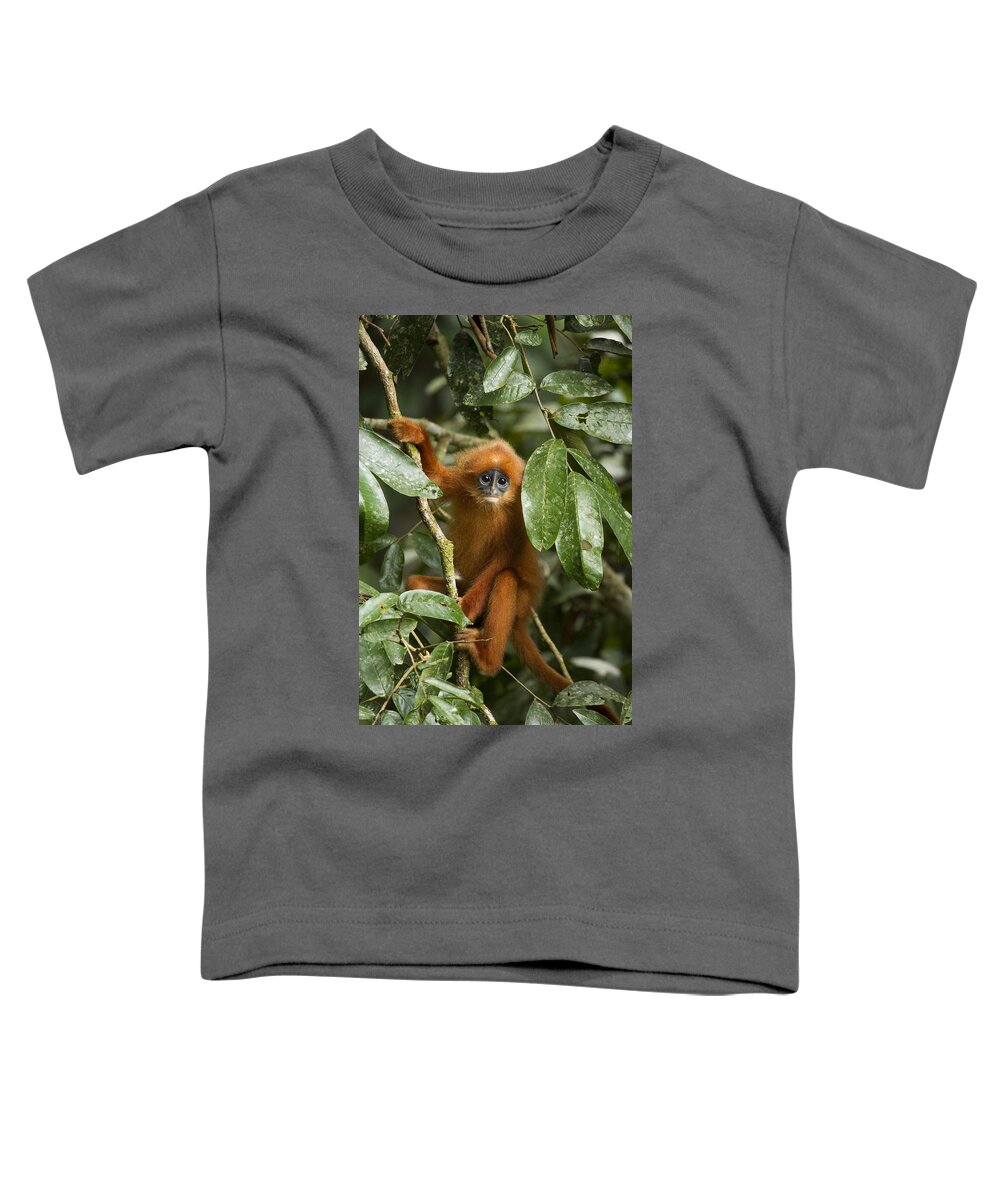 Feb0514 Toddler T-Shirt featuring the photograph Red Leaf Monkey Juvenile Sabah Borneo by Sebastian Kennerknecht