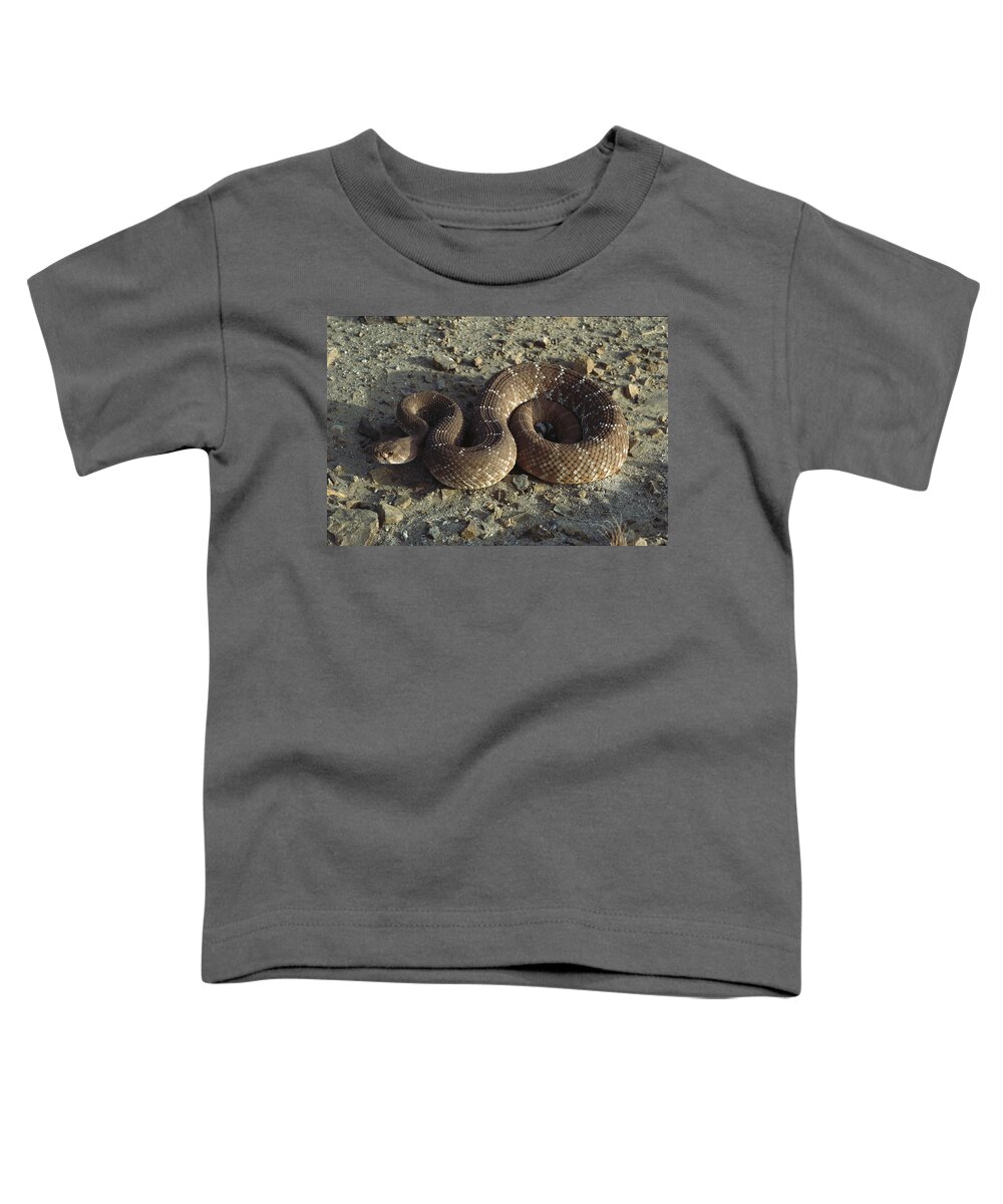 Feb0514 Toddler T-Shirt featuring the photograph Red Rattlesnake Baja California Mexico by Larry Minden