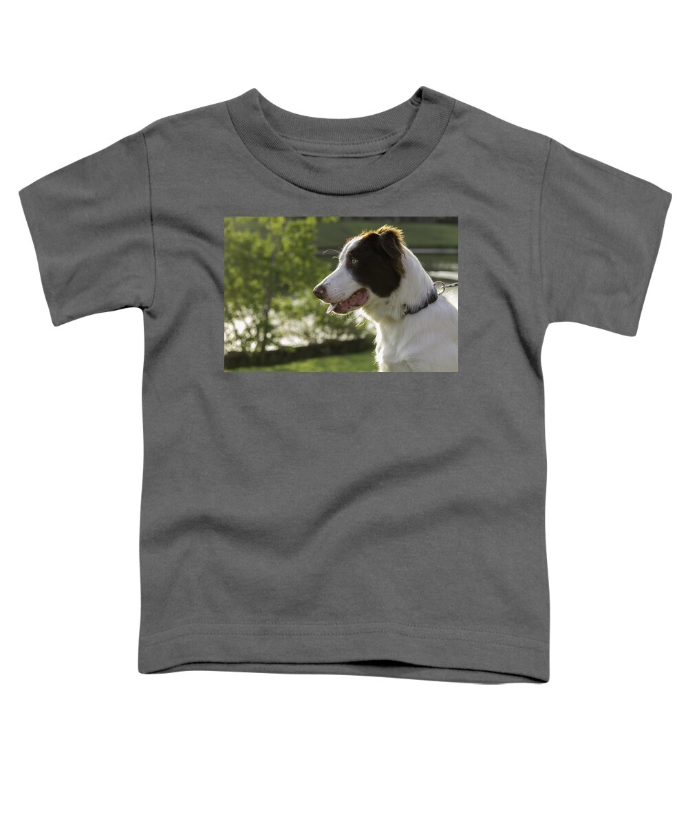 Dog Toddler T-Shirt featuring the photograph Rocky the Border Collie by Tim Stanley