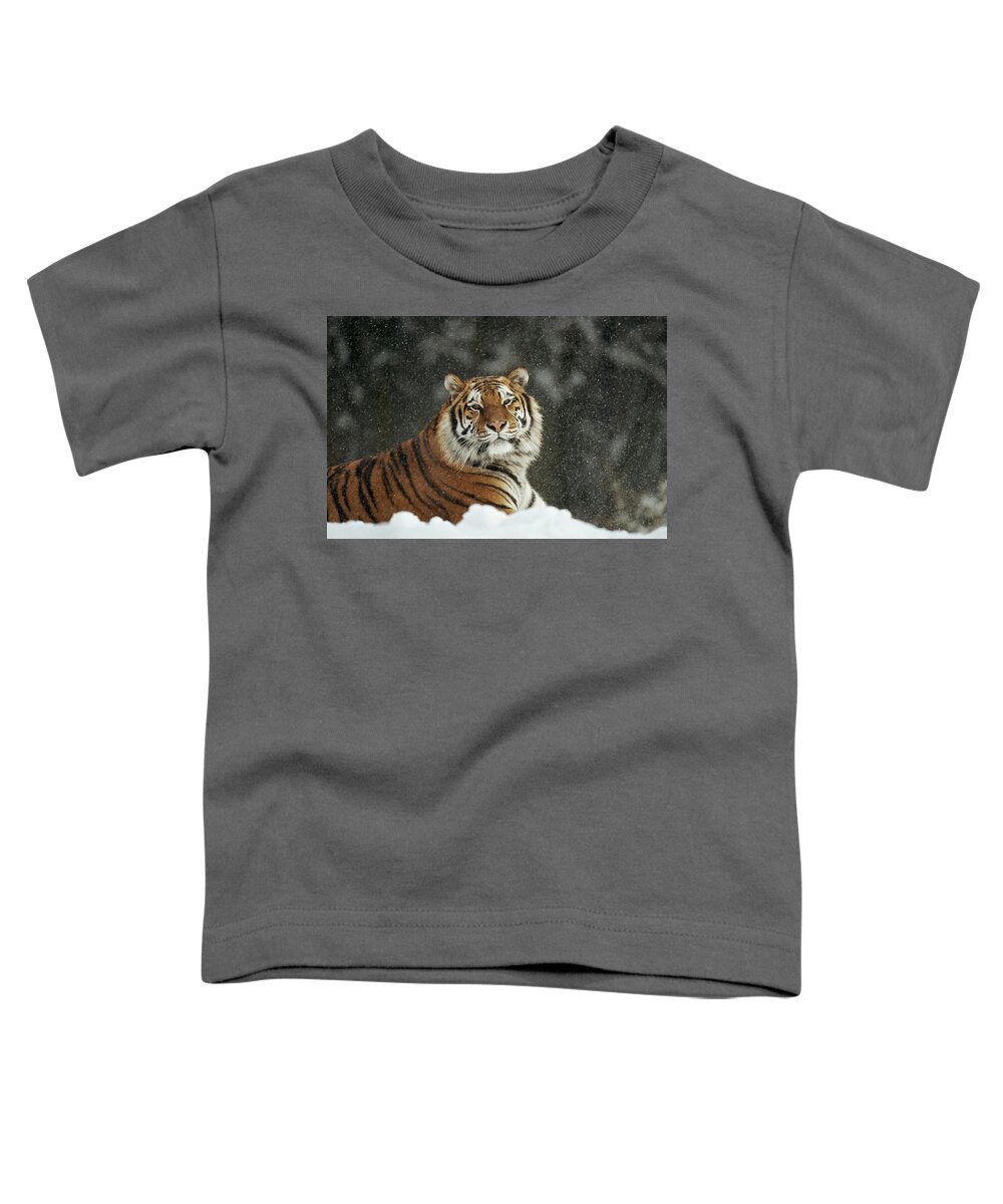 Feb0514 Toddler T-Shirt featuring the photograph Siberian Tiger Portrait In Snow Storm by Konrad Wothe