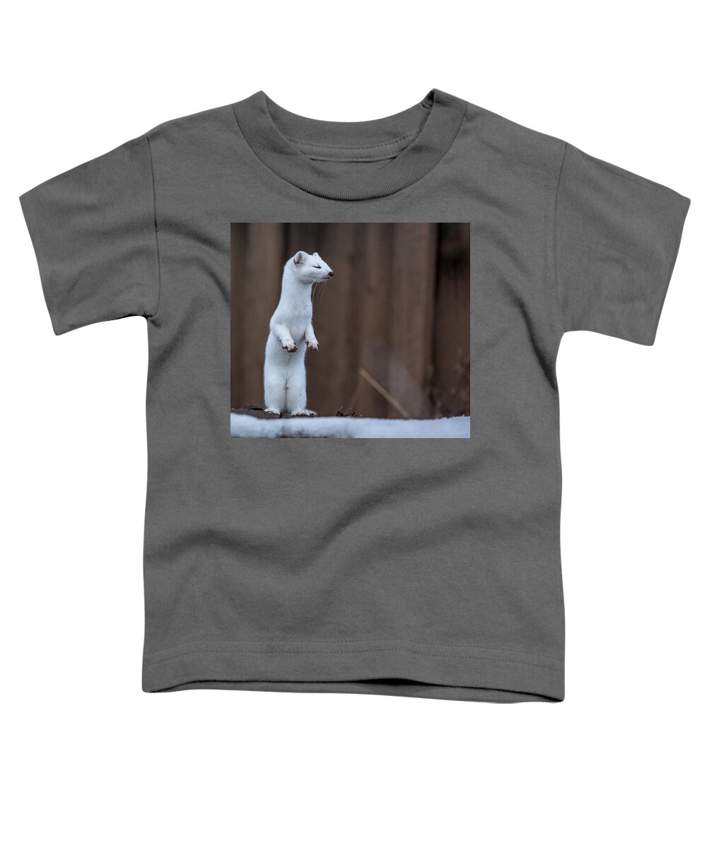 Ermine Toddler T-Shirt featuring the photograph Sleep Walker by Kevin Dietrich