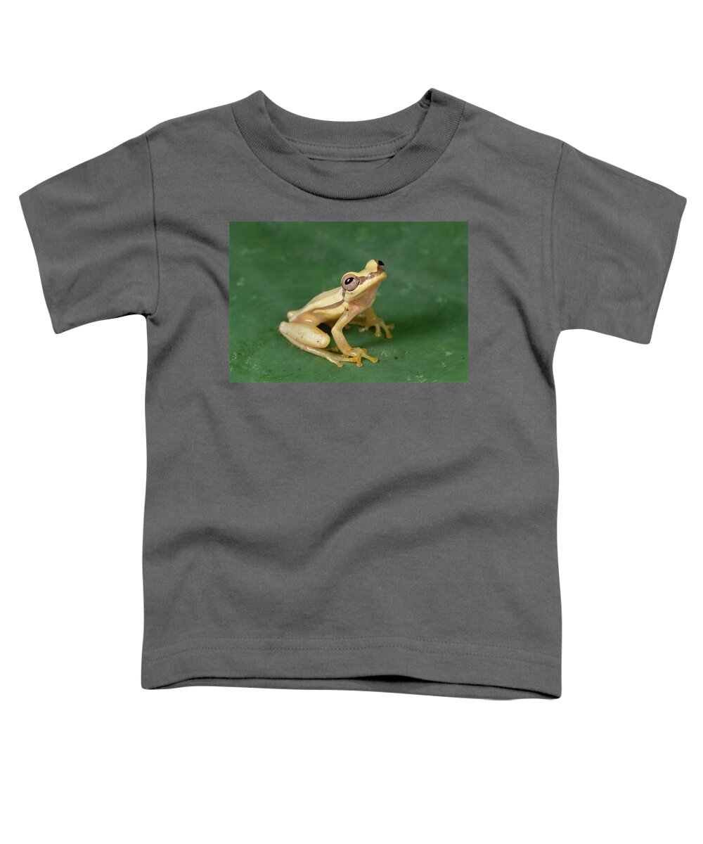 Feb0514 Toddler T-Shirt featuring the photograph Snouted Treefrog Galapagos by Mark Moffett