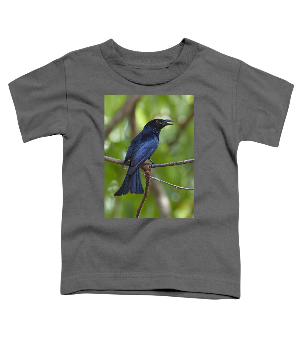 Martin Willis Toddler T-Shirt featuring the photograph Spangled Drongo Calling Queensland by Martin Willis