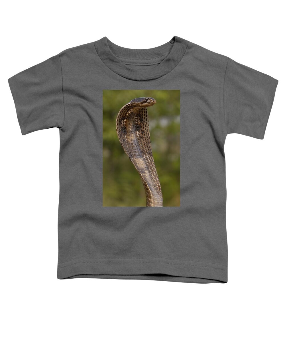 Feb0514 Toddler T-Shirt featuring the photograph Spectacled Cobra Gujarat India by Pete Oxford