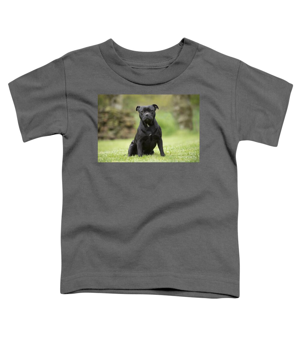 Dog Toddler T-Shirt featuring the photograph Staffordshire Terrier by Jean-Michel Labat