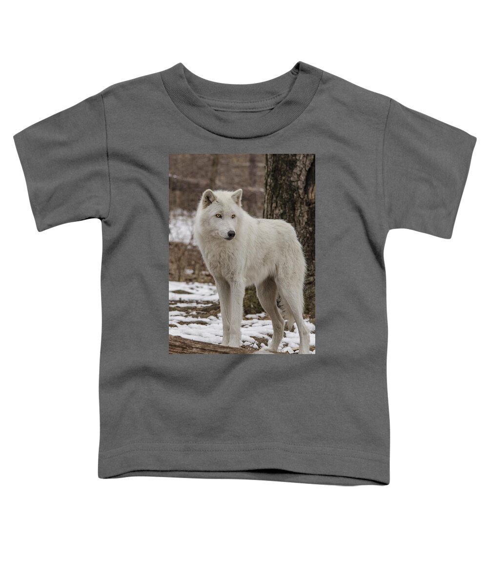 Artic Wolf Toddler T-Shirt featuring the photograph Standing Wolf by GeeLeesa Productions
